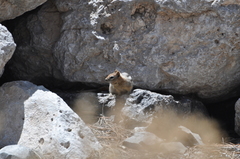 Callospermophilus lateralis certus