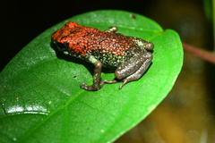 Oophaga granulifera