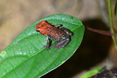 Oophaga granulifera