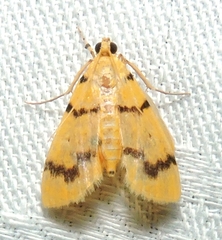 Dichocrocis clytusalis