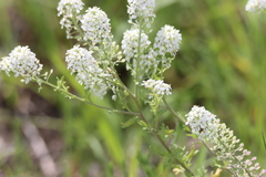 Lepidium thurberi