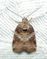 Garella vallata