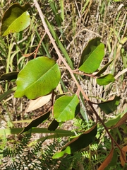 Chrysophyllum oliviforme