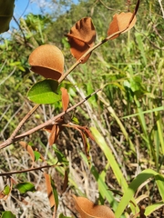 Chrysophyllum oliviforme