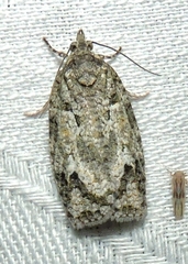 Acropolitis canana