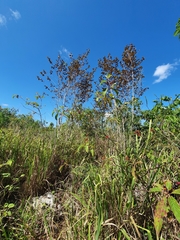 Chrysophyllum oliviforme