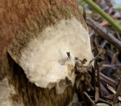 Entoloma parasiticum