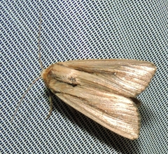 Leucania stenographa