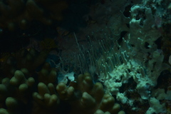 Lamellodysidea