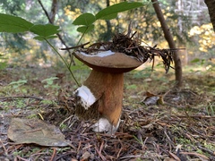Entoloma parasiticum