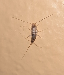Thermobia domestica