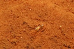 Leptestheria compleximanus