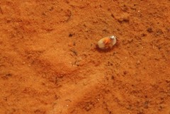 Leptestheria compleximanus