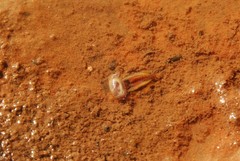 Leptestheria compleximanus