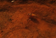 Leptestheria compleximanus