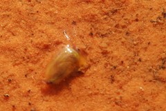 Leptestheria compleximanus