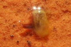 Leptestheria compleximanus