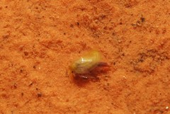 Leptestheria compleximanus