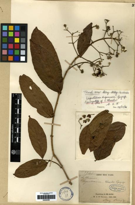 Lagerstroemia duperreana (Lagerstroemia duperreana)