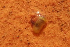 Leptestheria compleximanus