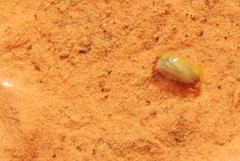 Leptestheria compleximanus