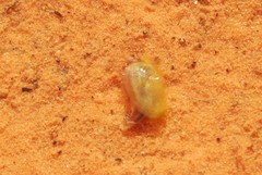 Leptestheria compleximanus