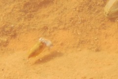 Leptestheria compleximanus