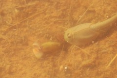 Leptestheria compleximanus