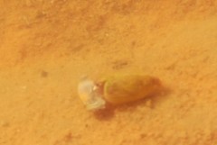 Leptestheria compleximanus