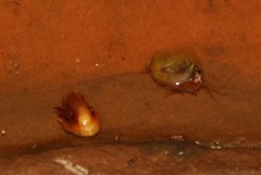 Leptestheria compleximanus