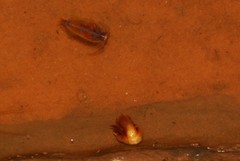 Leptestheria compleximanus