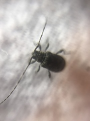 Ecyrus