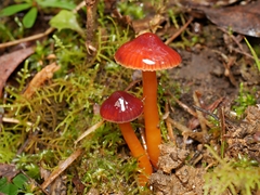 Hygrocybe iropus