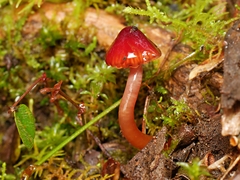 Hygrocybe iropus