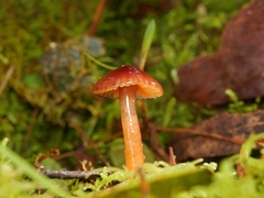 Hygrocybe iropus