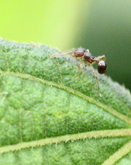 Pristomyrmex punctatus