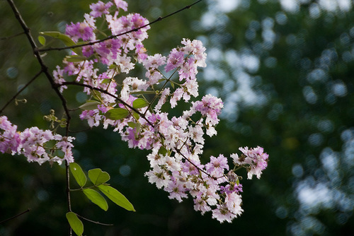 Loudon's crape myrtle (Lagerstroemia loudonii)