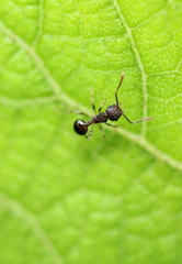 Pristomyrmex punctatus