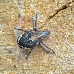 Oxyops fasciatus