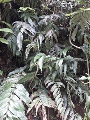 Phanerophlebia
