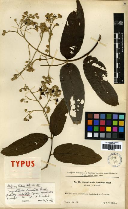 Lagerstroemia tomentosa (Lagerstroemia tomentosa)