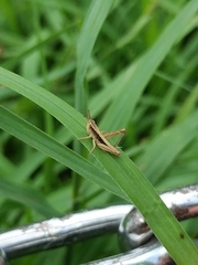Chorthippus maritimus maritimus