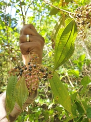 Miconia laevigata