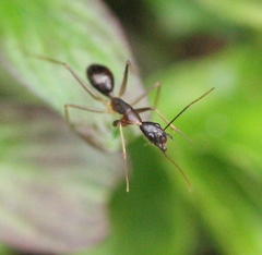 Camponotus carin