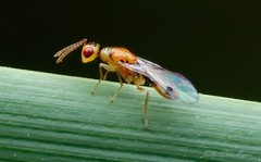 Megastigmus trisulcus