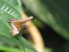 Lebadea martha parkeri