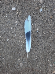 Streptopelia decaocto