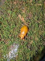 Monocesta coryli