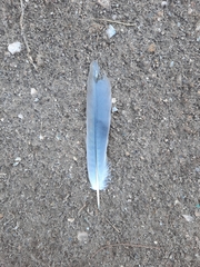 Streptopelia decaocto