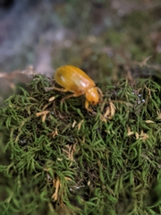 Monocesta coryli